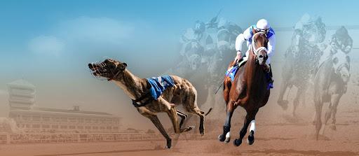 Greyhound and Horse racing betting systems 
